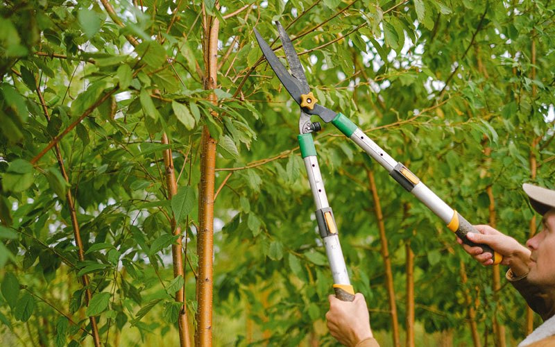 Tree trimming in Delhi, CA